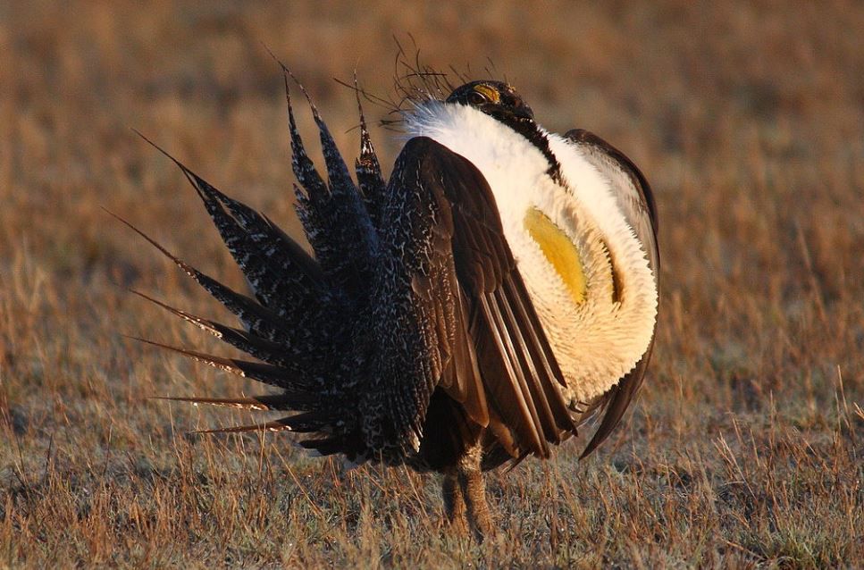 Greater sage grouse